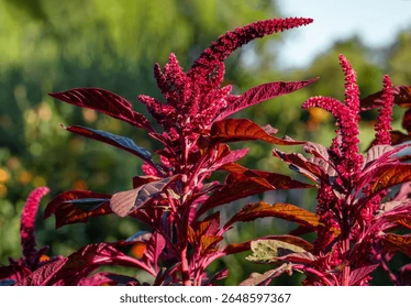 Red Amaranth