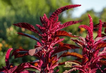 Red Amaranth