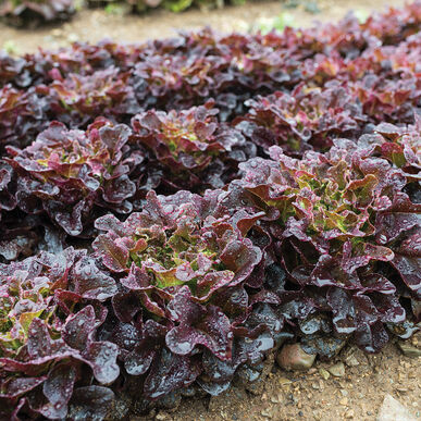Red Oakleaf Lettuce